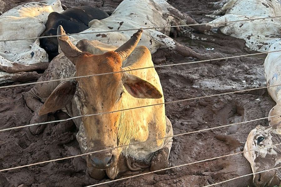 queda-de-cabo-de-energia-mata-80-cabecas-de-gado-no-tocantins;-prejuizo-supera-os-r$-200-mil-–-folha-de-dourados-–-noticias-de-dourados-ms-e-regiao