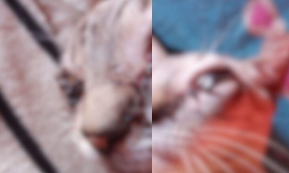 gatinho-nino-de-3-anos,-pode-perder-a-visao-apos-ter-olhos-furados-e-tutora -suspeita-de-maus-tratos