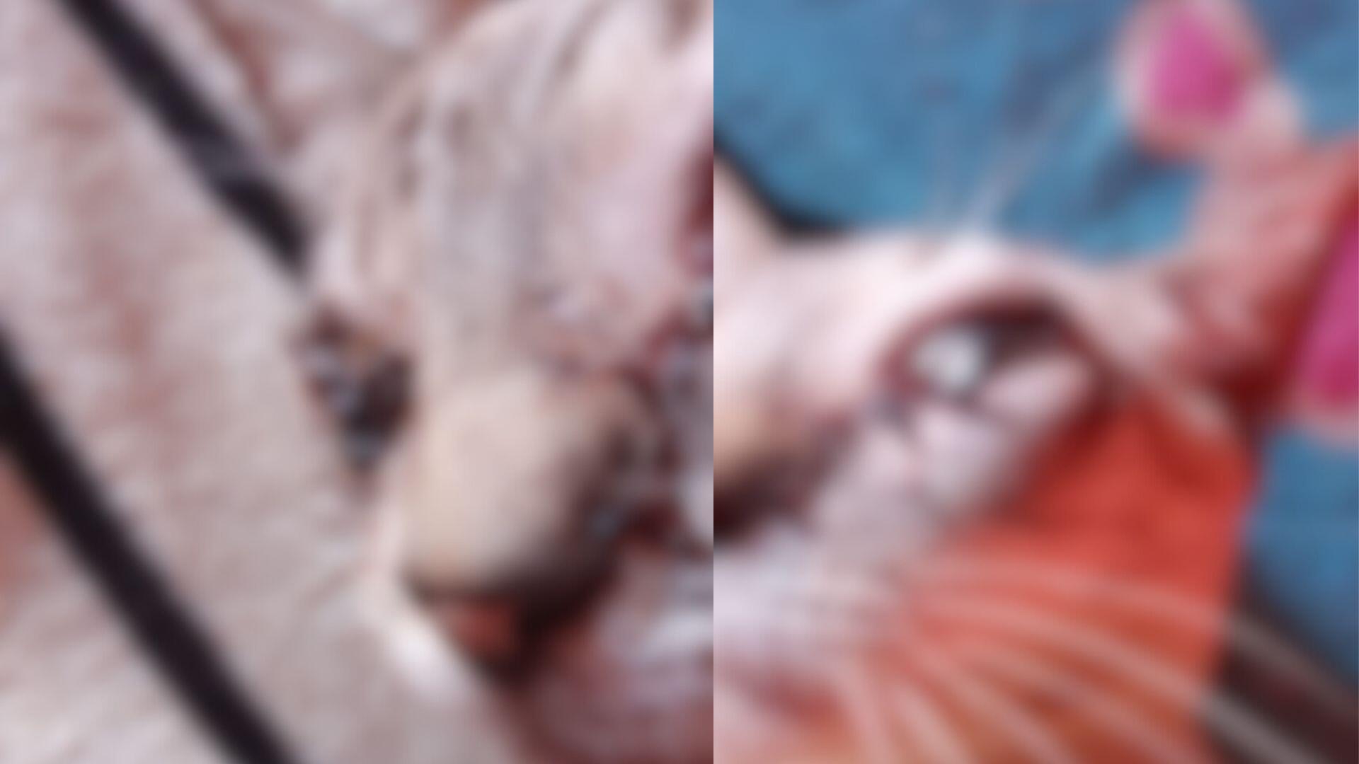 gatinho-nino-de-3-anos,-pode-perder-a-visao-apos-ter-olhos-furados-e-tutora -suspeita-de-maus-tratos