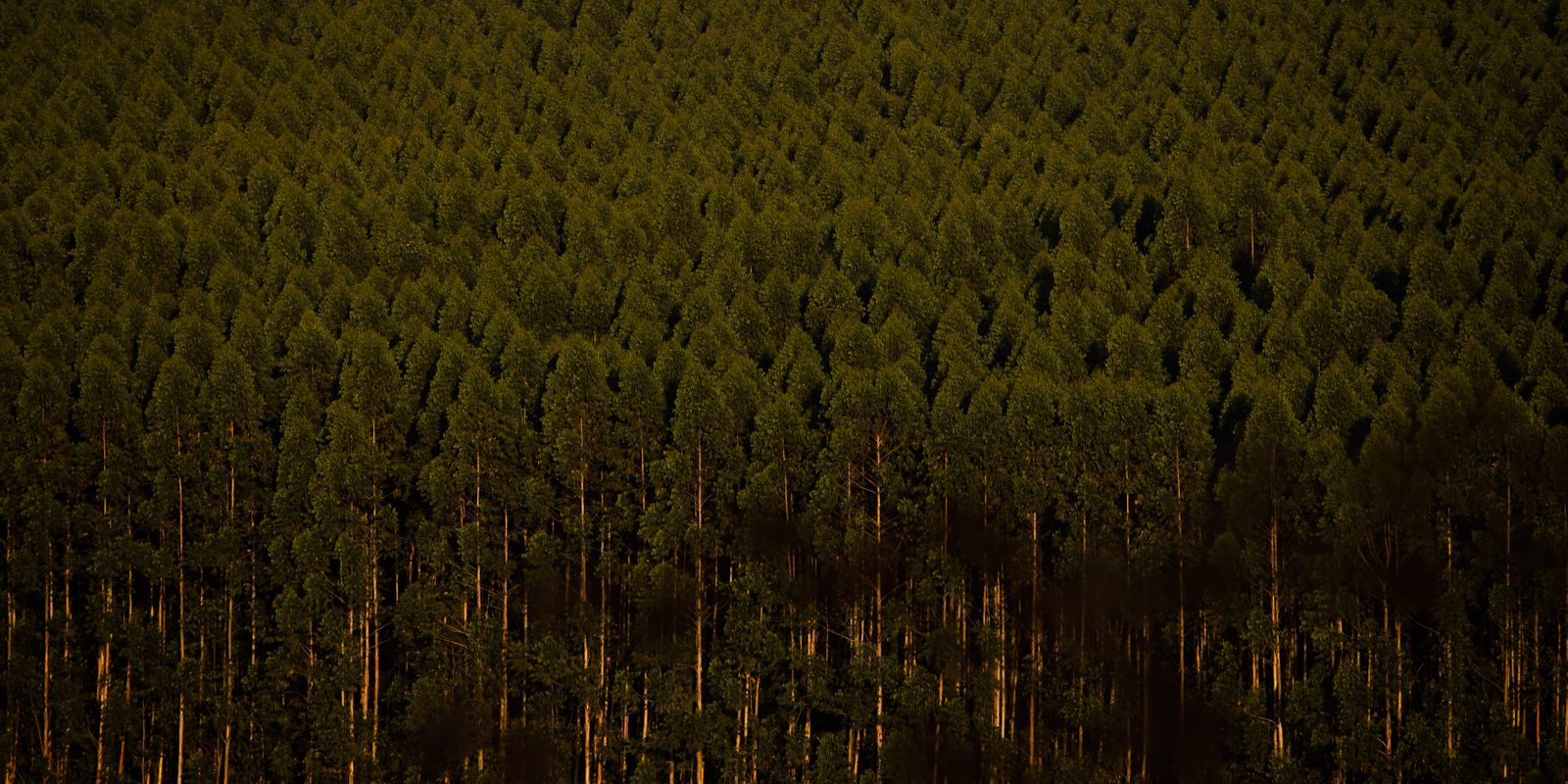 camara-retira-plantacao-de-eucalipto-da-lista-de-atividades-poluidoras