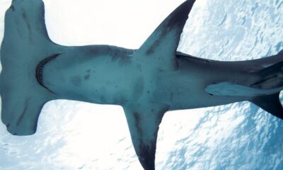 brasileiro-cria-metodo-que-evita-pesca-acidental-de-tubaroes-e-raias