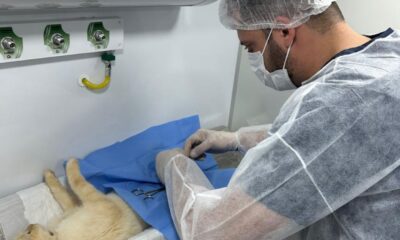 prefeitura-conclui-primeira-fase-do-programa-municipal-de-castracao-animal-|-portal-prefeitura-de-dourados