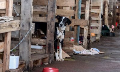 rio-grande-do-sul-lanca-plano-de-ajuda-a-animais