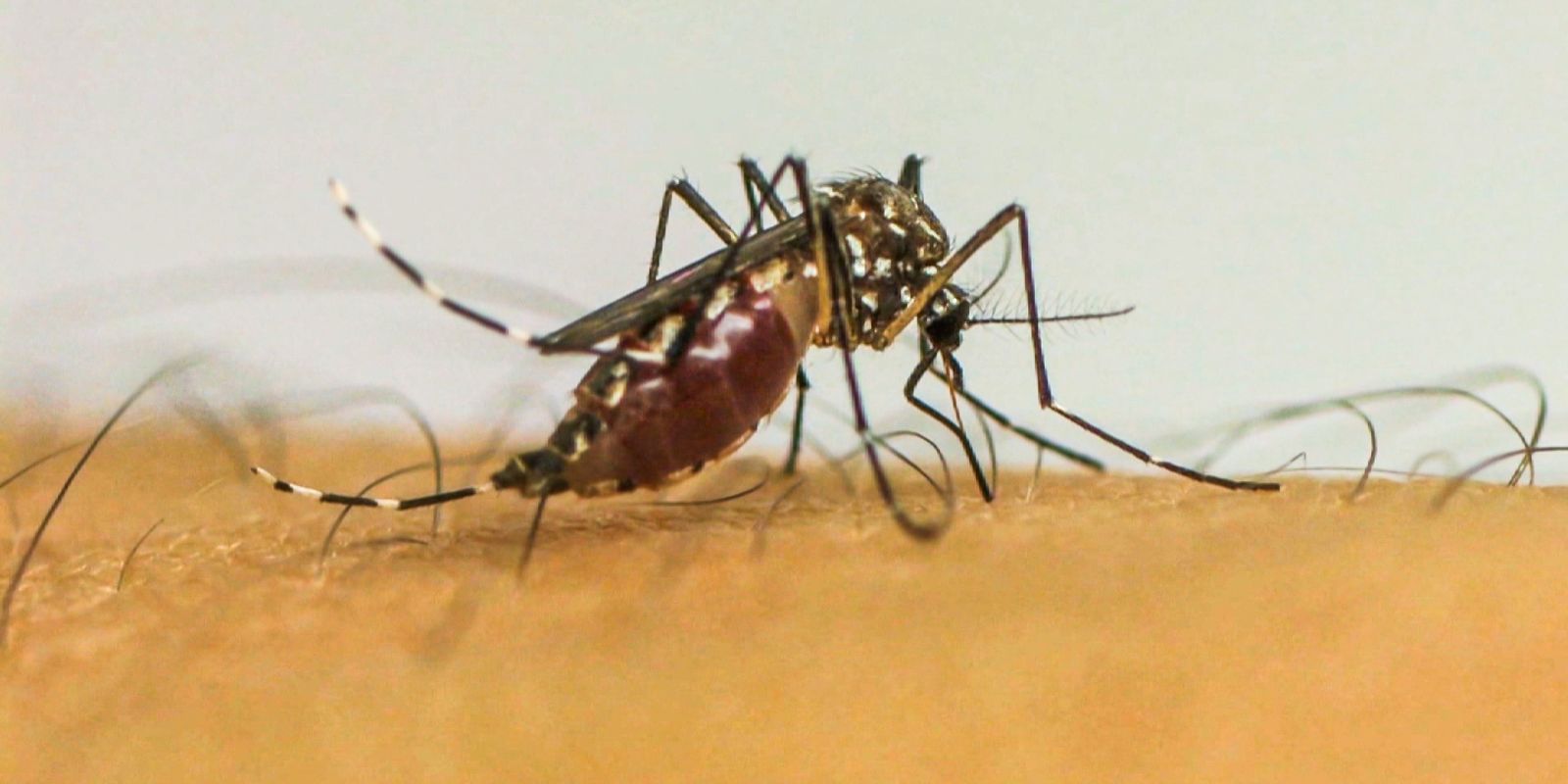 com-6,3-milhoes-de-casos-provaveis,-brasil-lidera-ranking-de-dengue