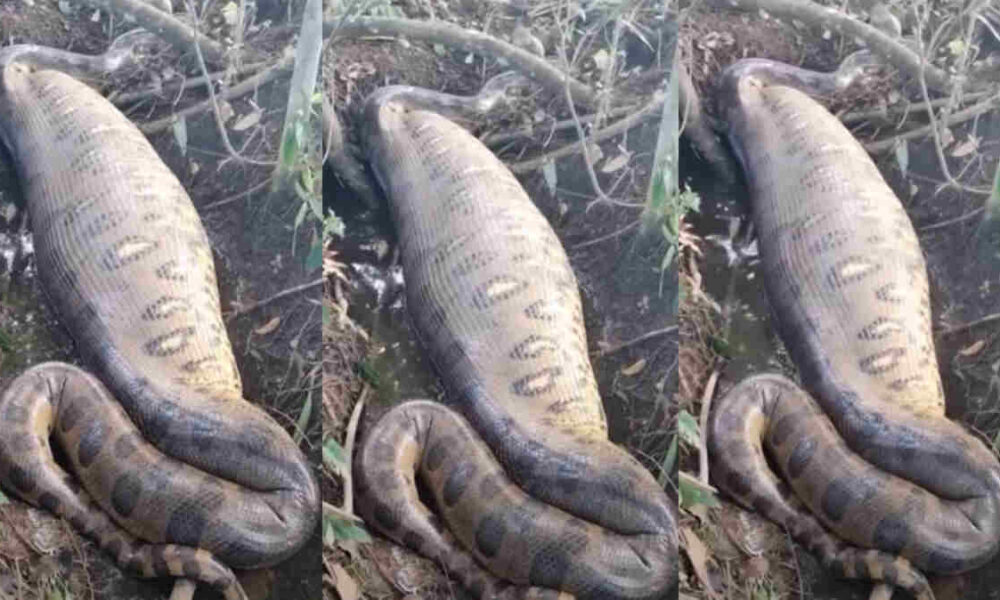 video-impressionante-mostra-sucuri-'inchada'-apos-engolir-capivara-inteira-em-ms