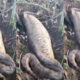 video-impressionante-mostra-sucuri-'inchada'-apos-engolir-capivara-inteira-em-ms