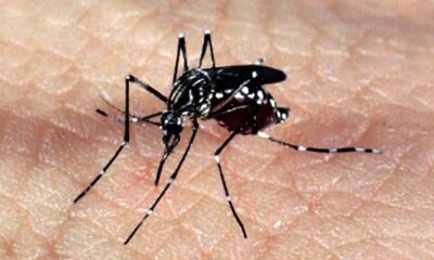 autoridades-sanitarias-alertam-para-alta-nos-casos-de-dengue-na-europa