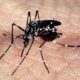 autoridades-sanitarias-alertam-para-alta-nos-casos-de-dengue-na-europa