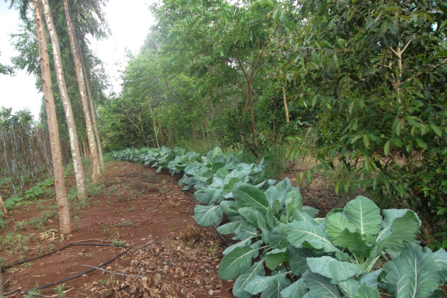 treinamento-visa-inserir-agricultura-familiar-de-ms-no-mercado-de-creditos-de-carbono-–-folha-de-dourados-–-noticias-de-dourados-ms-e-regiao