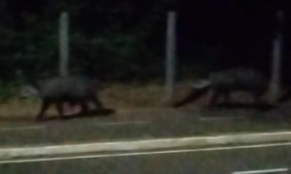 video:-casal-de-antas-e-flagrado-passeando-no-parque-dos-poderes