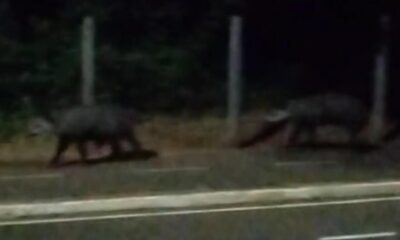 video:-casal-de-antas-e-flagrado-passeando-no-parque-dos-poderes