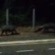 video:-casal-de-antas-e-flagrado-passeando-no-parque-dos-poderes