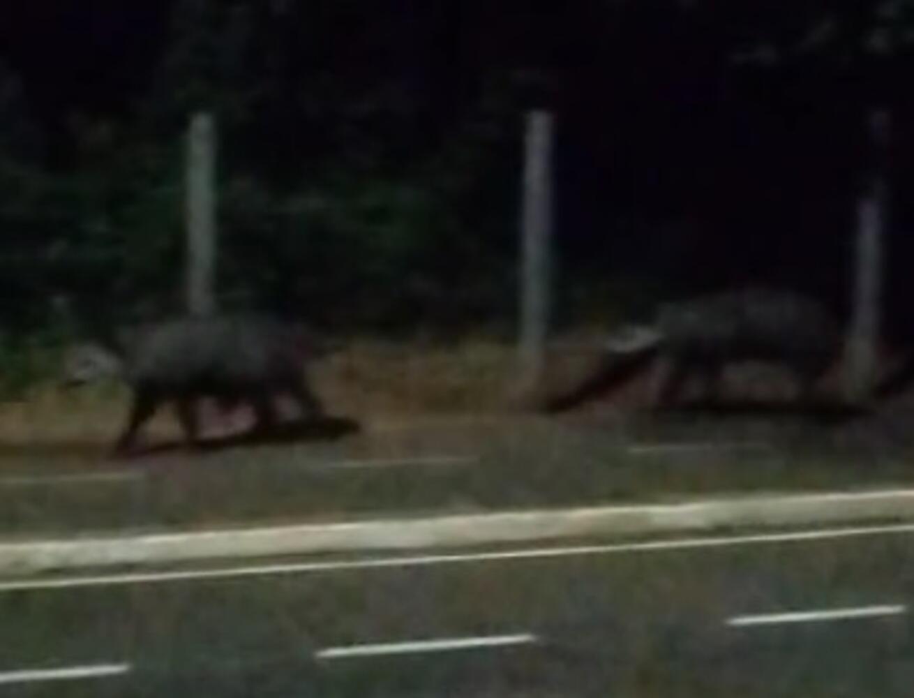 video:-casal-de-antas-e-flagrado-passeando-no-parque-dos-poderes