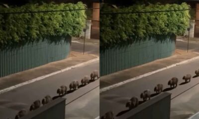 video:-capivaras-sao-flagradas-‘desfilando’-em-via-publica-e-chamam-atencao-de-internautas