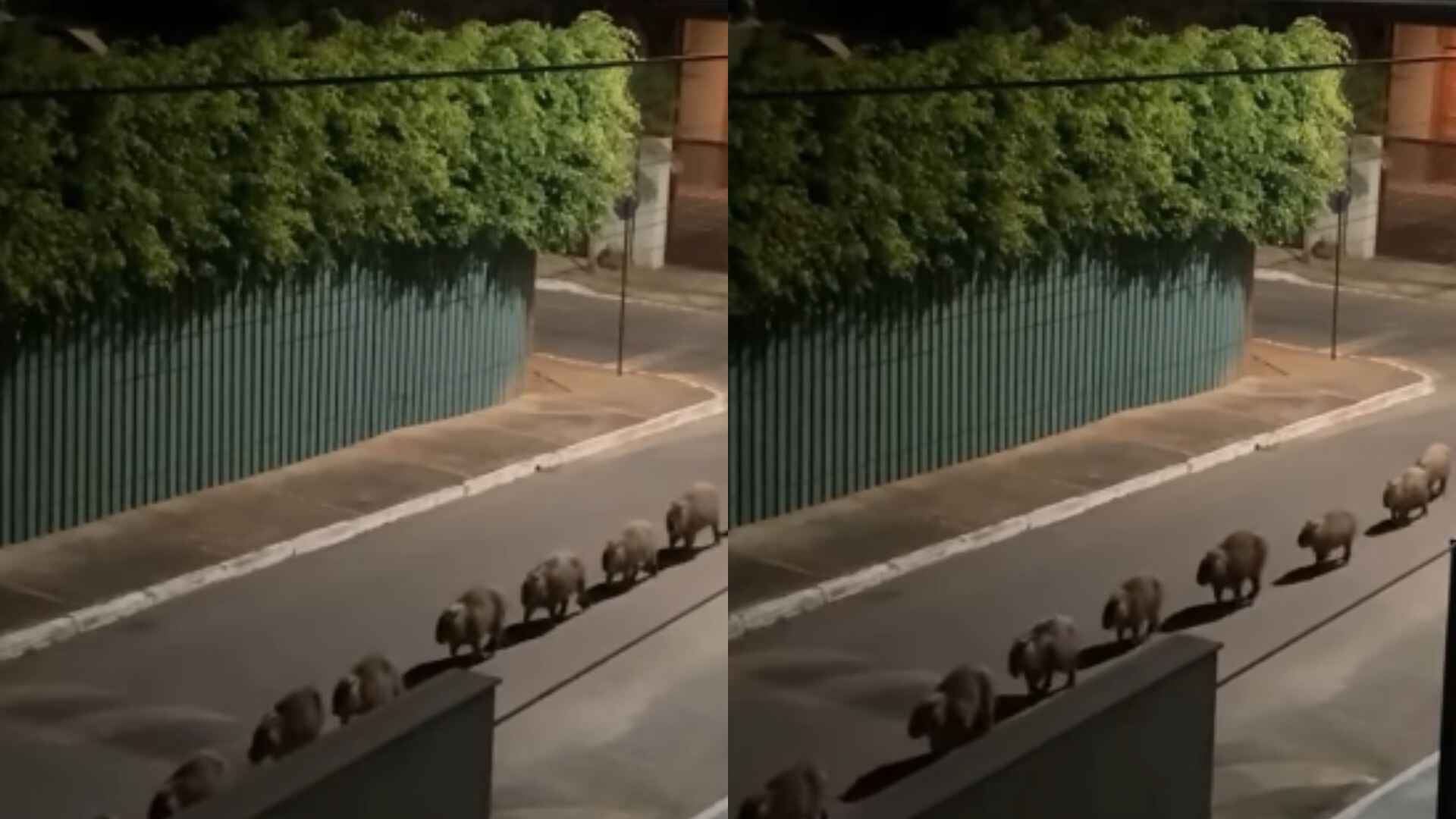 video:-capivaras-sao-flagradas-‘desfilando’-em-via-publica-e-chamam-atencao-de-internautas