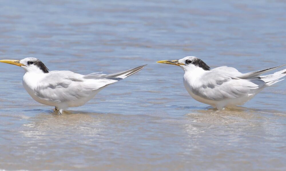 gripe-aviaria:-finlandia-sera-primeiro-pais-a-ofertar-vacina-em-humano