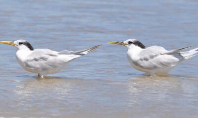 gripe-aviaria:-finlandia-sera-primeiro-pais-a-ofertar-vacina-em-humano