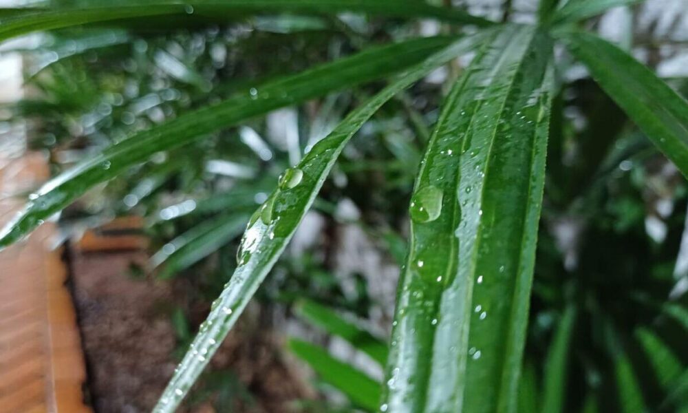 ha-um-mes-'desaparecida':-campo-grande-registra-chuva-e-surpreende-moradores