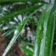 ha-um-mes-'desaparecida':-campo-grande-registra-chuva-e-surpreende-moradores