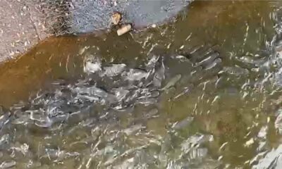video:-morador-flagra-cardume-de-tilapias-em-plena-avenida-ernesto-geisel