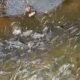 video:-morador-flagra-cardume-de-tilapias-em-plena-avenida-ernesto-geisel