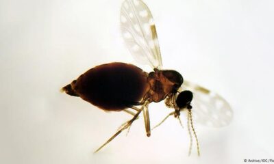 oropouche-pode-levar-a-novo-surto-de-microcefalia-no-brasil?-–-folha-de-dourados-–-noticias-de-dourados-ms-e-regiao