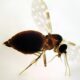 oropouche-pode-levar-a-novo-surto-de-microcefalia-no-brasil?-–-folha-de-dourados-–-noticias-de-dourados-ms-e-regiao