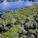 saiba-como-titulos-verdes-possibilitam-reflorestamento-na-amazonia