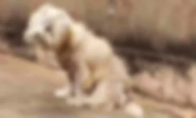 homem-e-preso-por-manter-cachorros-sem-comida-e-agua-em-casa-cheia-de-fezes