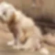 homem-e-preso-por-manter-cachorros-sem-comida-e-agua-em-casa-cheia-de-fezes