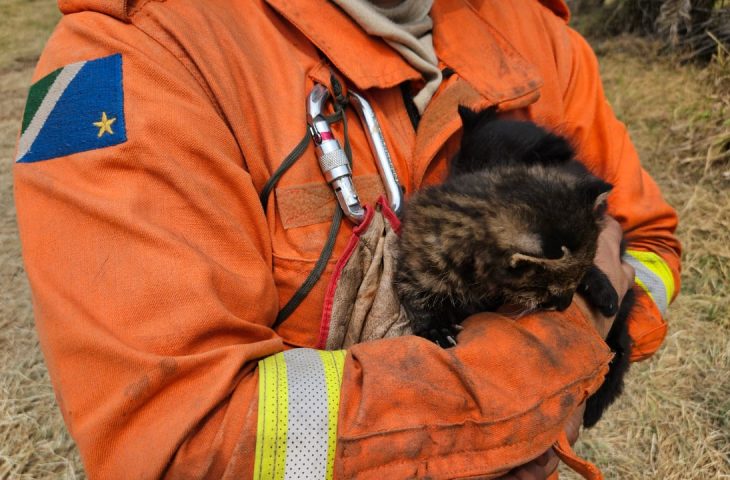 imasul-recebe-filhotes-de-gato-palheiro,-mais-dois-animais-resgatados-do-fogo-–-folha-de-dourados-–-noticias-de-dourados-ms-e-regiao