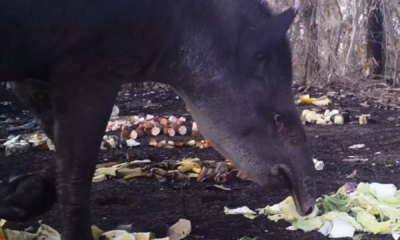 video:-no-pantanal,-animais-se-alimentam-com-doacoes-em-cenario-destruido-pelo-fogo