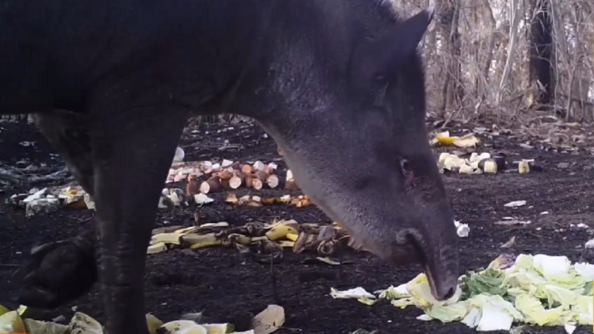 video:-no-pantanal,-animais-se-alimentam-com-doacoes-em-cenario-destruido-pelo-fogo