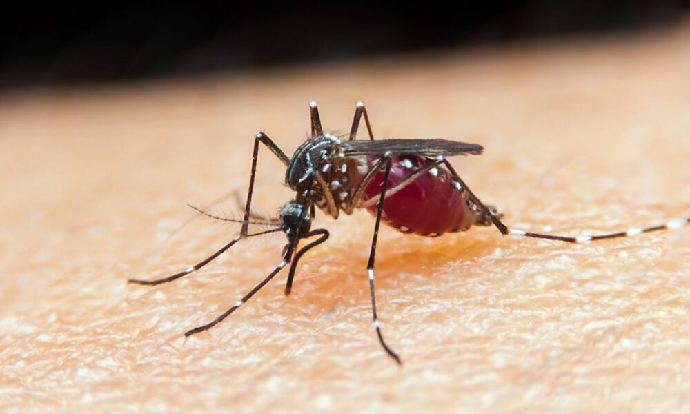 novo-medicamento-para-combater-a-malaria-e-desenvolvido-por-cientistas-–-folha-de-dourados-–-noticias-de-dourados-ms-e-regiao