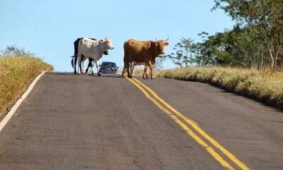 vacas-invadem-trecho-da-br-463-e-deixam-ferimentos-em-motorista