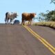 vacas-invadem-trecho-da-br-463-e-deixam-ferimentos-em-motorista
