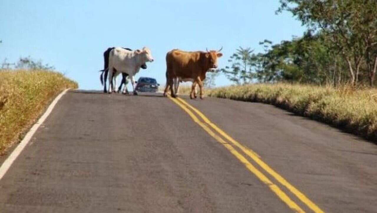vacas-invadem-trecho-da-br-463-e-deixam-ferimentos-em-motorista