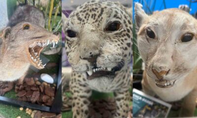 alvos-de-deboche,-animais-taxidermizados-tem-papel-valioso-em-bioparque