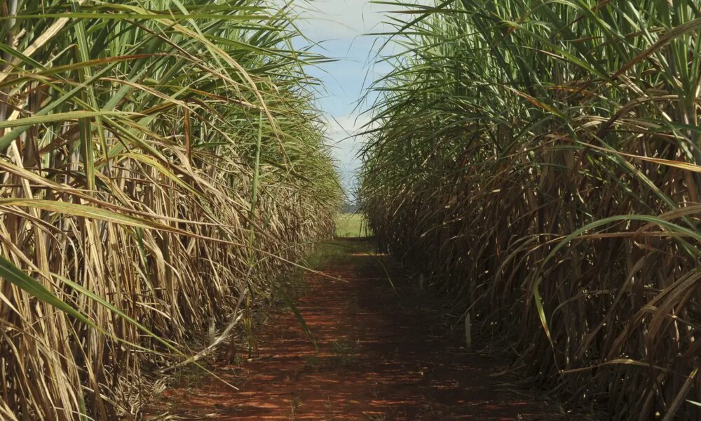 seca-extrema-derruba-produtividade-de-cana-e-usinas-antecipam-colheita