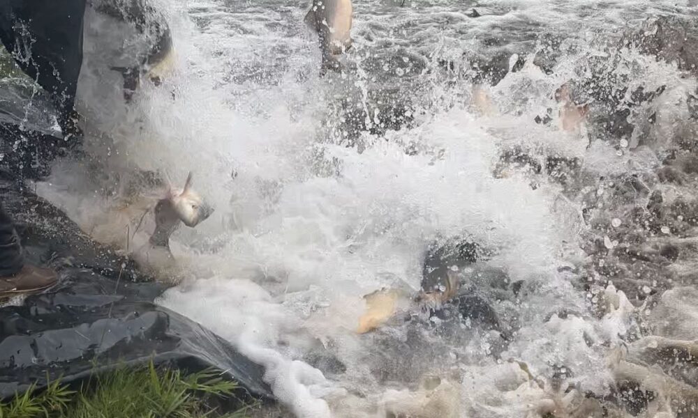 pesca-nos-parques-de-dourados-esta-proibida-devido-a-piracema-|-portal-prefeitura-de-dourados