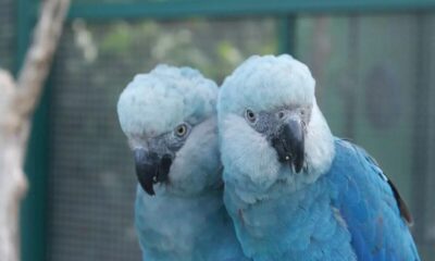 zoologico-de-sao-paulo-abre-novo-espaco-dedicado-as-ararinhas-azuis
