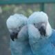 zoologico-de-sao-paulo-abre-novo-espaco-dedicado-as-ararinhas-azuis