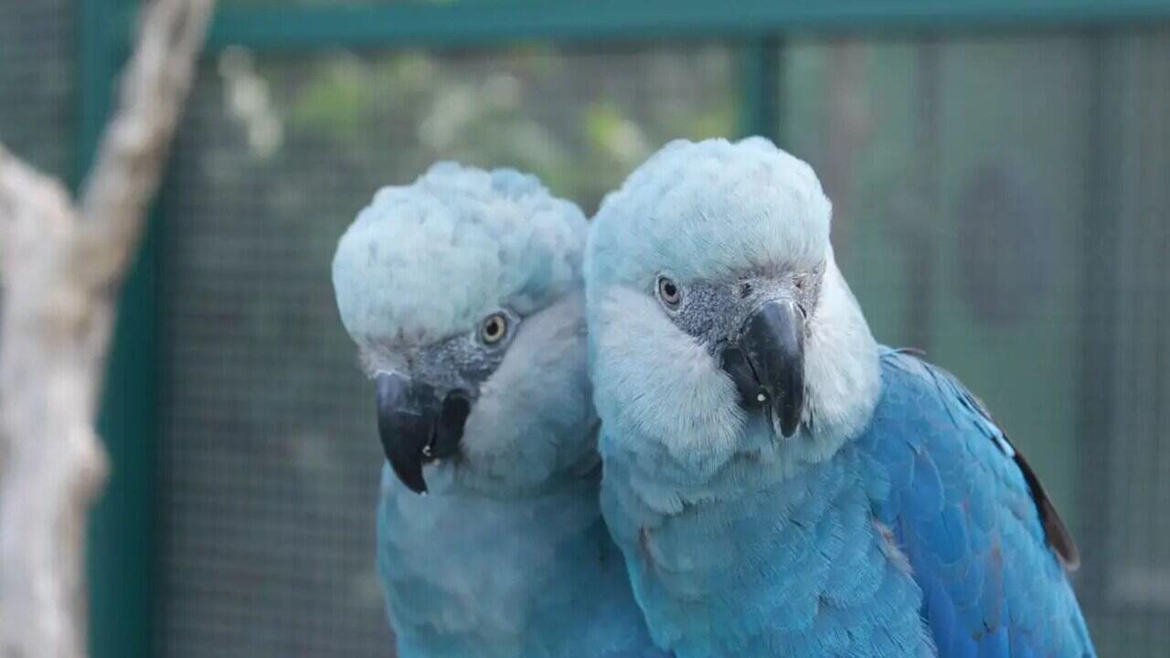 zoologico-de-sao-paulo-abre-novo-espaco-dedicado-as-ararinhas-azuis