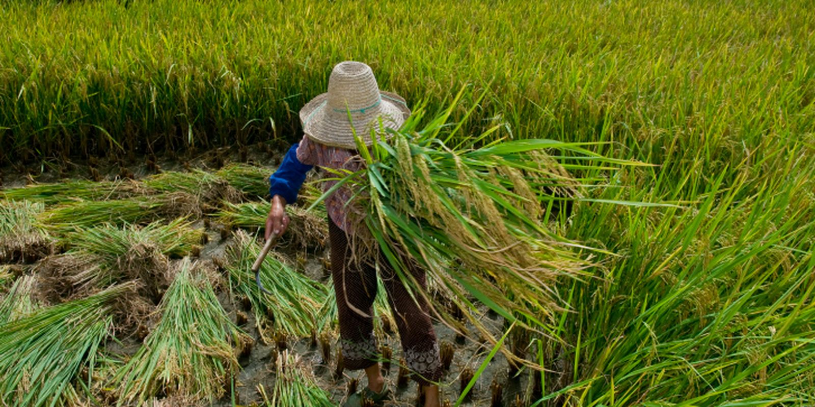 rio-aprova-lei-para-proteger-e-reintegrar-vitimas-de-trabalho-escravo