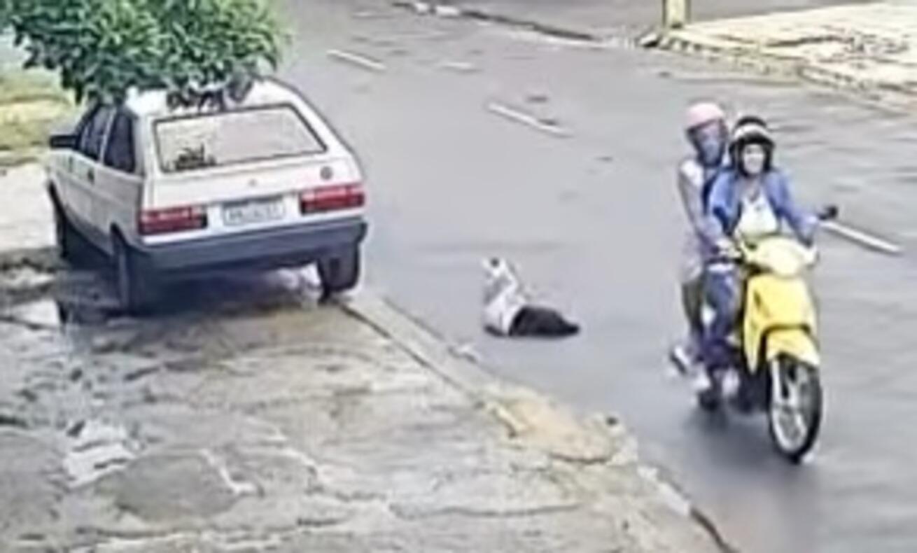 video:-cachorro-e-abandonado-ao-ser-jogado-de-moto-em-movimento
