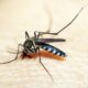estado-do-rio-tem-810-casos-de-dengue-nas-primeiras-semanas-do-ano
