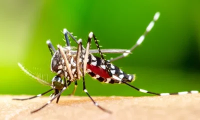 boletim:-mato-grosso-do-sul-registra-25-casos-confirmados-de-dengue-–-folha-de-dourados-–-noticias-de-dourados-ms-e-regiao