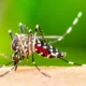 boletim:-mato-grosso-do-sul-registra-25-casos-confirmados-de-dengue-–-folha-de-dourados-–-noticias-de-dourados-ms-e-regiao