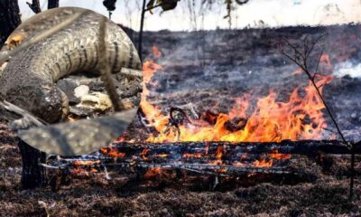 medidas-provisorias-de-preservacao-do-pantanal-aguardam-decisao-no-congresso