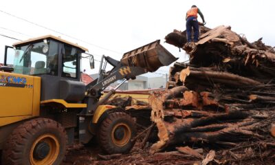 prefeitura-comeca-remover-tronco-de-seringueira-e-local-da-queda-sera-revitalizado-–-portal-prefeitura-de-dourados